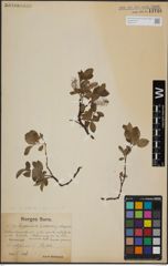 Foto von Salix herbacea L. x Salix lapponum L.